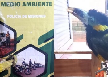 Un raro espécimen de tucán fue rescatado de una casa en San Vicente