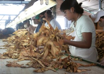 Exportación de más de 9 mil toneladas de tabaco desde Misiones