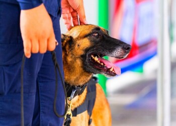 En la Educación Canina no existe magia