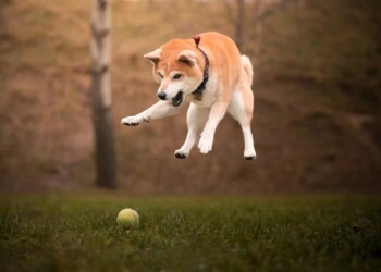 Los perros viven el presente