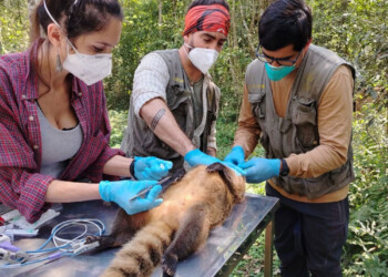 Tuberculosis bovina en el Parque Nacional Iguazú: son cinco los animales afectados
