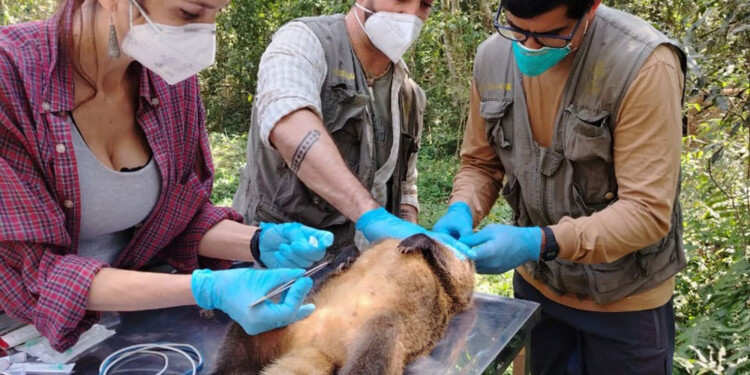 Foto Gentileza IBS-INMeT y Tania Alarcón