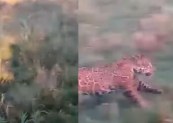 Video: peones filmaron a un yaguareté en un campo de Corrientes
