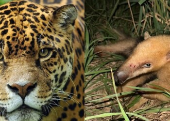 Hoy es el Día de dos Monumentos Naturales de Misiones