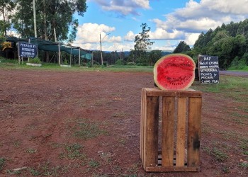 Una fiesta para celebrar una buena cosecha