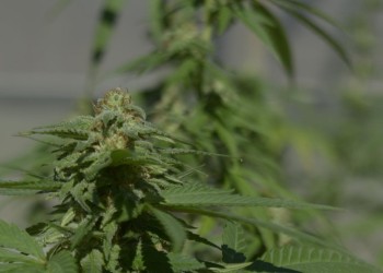 Insisten en concretar una ley que permita el autocultivo y uso medicinal del cannabis