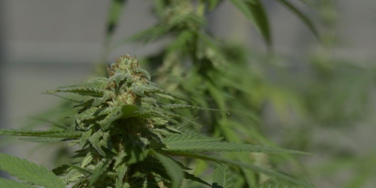 NORMAS. Inscriptos en el Reprocann pueden cultivar hasta nueve plantas.