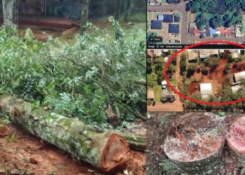 Dos de Mayo: intendente taló una reserva y Ecología no lo multó