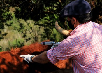 Alertan que la rabia paresiante aparece “en cualquier momento” y la vacunación “es clave”