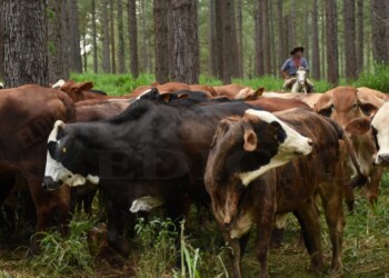 El Senasa aprobó en el país la vacuna RB51 contra la brucelosis