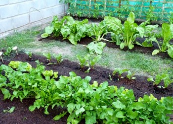 Qué sembrar durante enero en una huerta y cómo evitar los pulgones