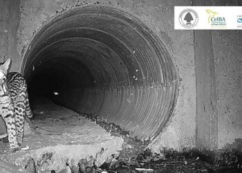 Misiones: adaptan alcantarillas y puentes para el paso seguro de animales silvestres