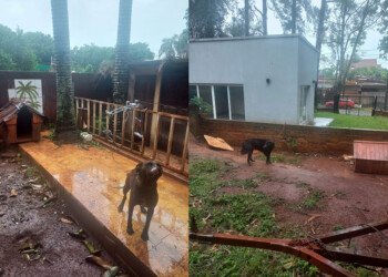 Resguardaron a dos perras que estaban atadas y bajo la lluvia