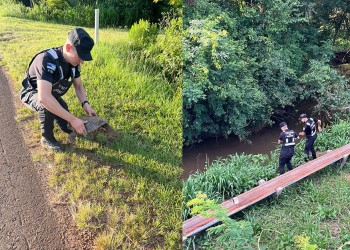 Salvaron a una tortuga que corría peligro de ser atropellada en la ruta