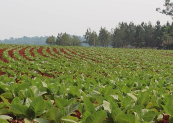 Misiones será la principal provincia productora de tabaco del país