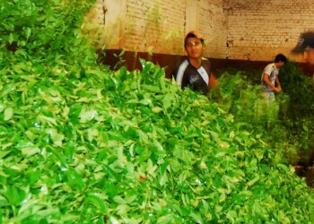 Exportaciones retrasadas, incertidumbre y sobrestock frenan el ritmo de la zafra del té