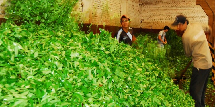 INQUIETUD. A nivel macro, el té muestra buenos números, pero se atrasan pedidos de importadores, lo cual paraliza la cadena.