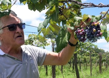 Con la receta que le dejó su padre elabora vinos artesanales