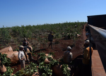 Tareferos apoyan el paro, pero afirman que muchos necesitan que se haga la zafriña