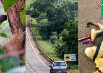 “Solo en octubre se atropellaron a cinco de los seis felinos que tenemos en la selva misionera”
