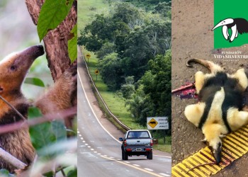 ¡Atropellarlos también es extinguirlos!