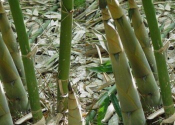 Descubren nuevas propiedades del bambú como conservante y alimento