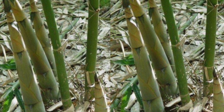 Las hojas de bambú sirven de forraje para el ganado y los brotes son ricos en vitaminas, fibra y minerales para alimento humano.