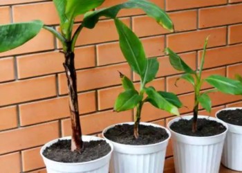 Cómo cultivar bananas en macetas, técnicas para el hogar o el patio