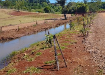 Ecología exigió al municipio de Dos de Mayo reforestar tras la tala de árboles nativos en un predio municipal