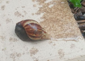 Detectaron la presencia del Caracol Gigante Africano en otra localidad de Misiones