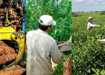 El 2024 fue un año duro para las economías regionales misioneras