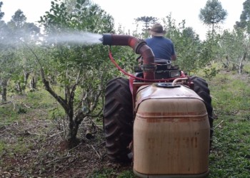 Prueban el impacto de fertilizantes minerales en cultivos misioneros