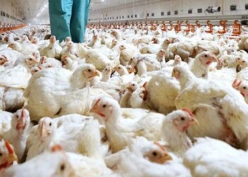 Influenza aviar en América: por crecimiento de brotes piden cumplir las medidas sanitarias