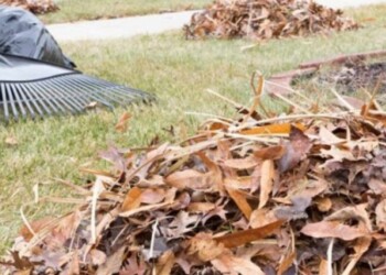 Cómo transformar hojas secas en un abono orgánico eficiente