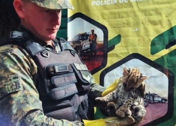 En San Vicente, rescataron un cachorro margay acorralado por perros