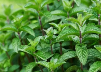 ¿Cómo cultivar menta en maceta en época de altas temperaturas?