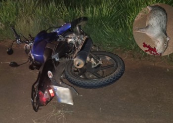 Dos motociclistas graves tras chocar a un carpincho sobre la ruta 12