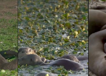 “Baby Boom” de nutrias gigantes en Iberá: un paso más en la recuperación