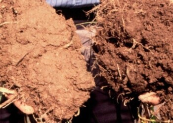 Tips y pruebas para el diagnóstico y cuidado de la salud del suelo