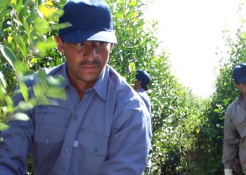 Aumento a tareferos: productores temen no poder pagar las nuevas tarifas pautadas