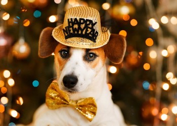 Año Nuevo con tu Perro