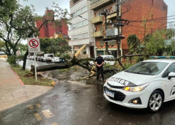 El temporal dejó árboles caídos, cortes de energía y se mantienen las precipitaciones aisladas