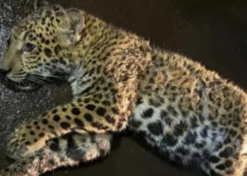 En 2024 hubo más de 1.500 animales muertos en las rutas que atraviesan Misiones