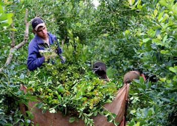 Tras levantar el corte de ruta, productores yerbateros continuarán con el cese de cosecha
