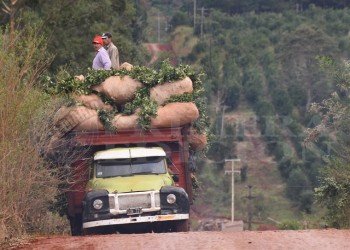 Desmienten que no se haya dado aval a los $450 pactados para el kilo de la hoja verde