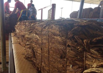 La CTM acopió tabaco antes de fijar precio  y provocó el rechazo de los demás actores