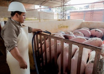 Consumo de cerdo subió 20% en diciembre en la provincia y seguirá subiendo en 2025
