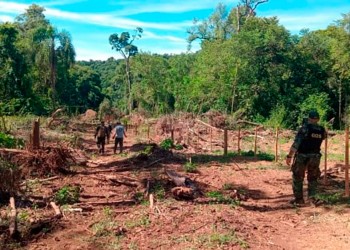 Robo de madera en Piñalito: fueron unos 40 árboles valuados en $70 millones