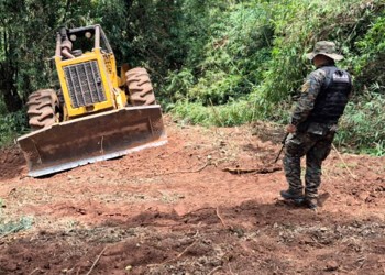 Prisión preventiva para el dueño de un aserradero por apeo ilegal