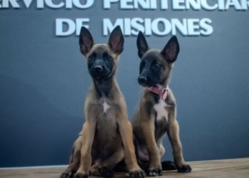 Kira y Max, los nuevos integrantes de la sección K9 del SPP